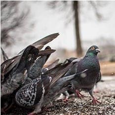 Dieptereiniging & ontruiming Dieptereiniging & ontruiming